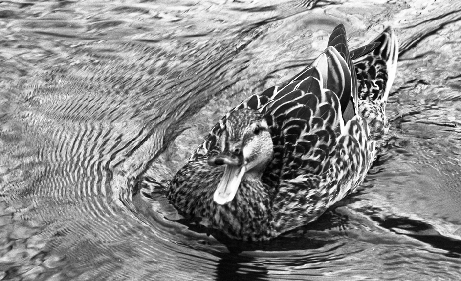 Duck swimming on the Red Cedar River