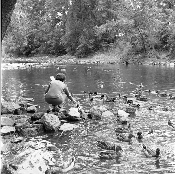 Woman feeds ducks on the Red Cedar River