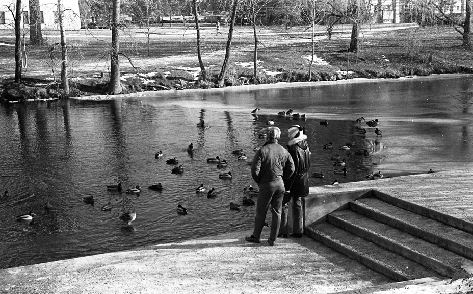 Students and Ducks on the Red Cedar