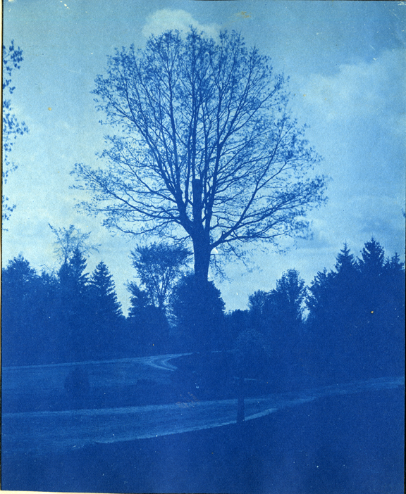 21. A tree and paths on campus, circa 1888.