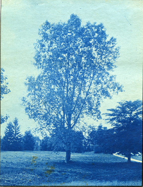 54. A tree on campus, circa 1888.