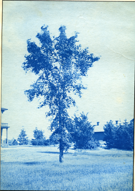 62. A tree on campus, circa 1888.