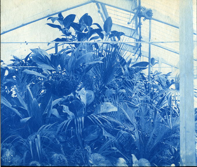 66. Plants in a greenhouse, circa 1888.