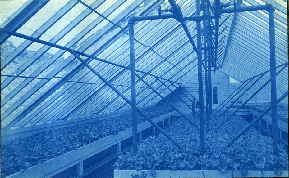 72. Interior of a greenhouse, circa 1888.