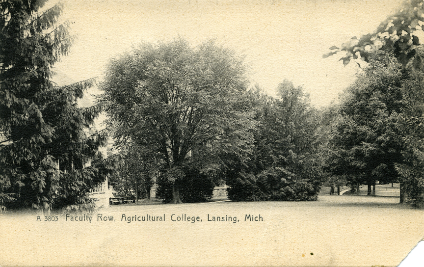 Trees along Faculty Row