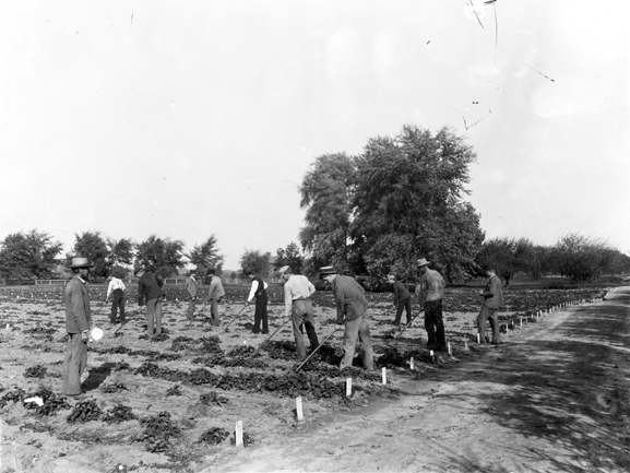 Students Work in the Field, 1892