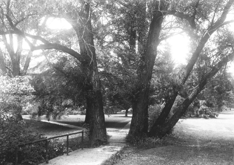 Willows on Campus, circa 1920s