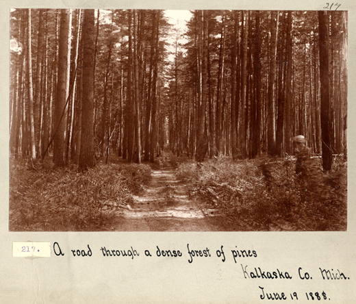 Path Through the Pines, 1888