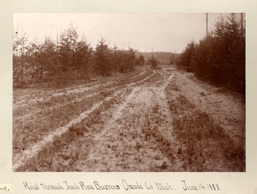 Jack Pine Barrens, 1888