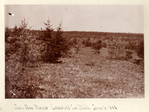 Trees on the Jack Pine Plains, 1888