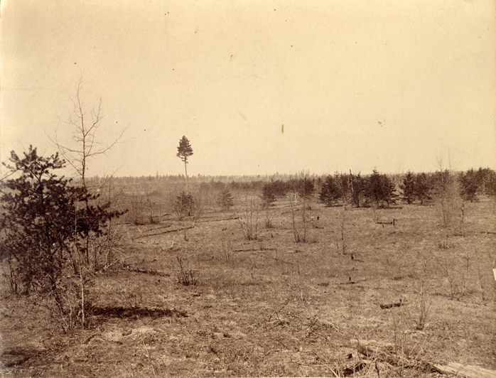 Field in Grayling, Michigan, 1888