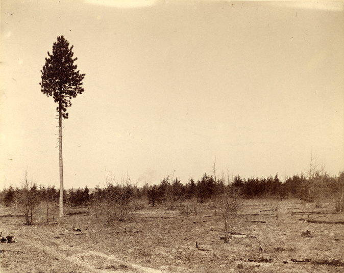 Tall Pine in a Field, 1888