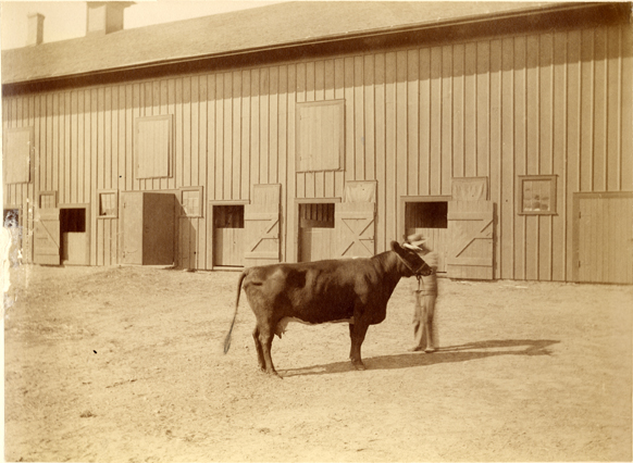 A farmer displays his cow for the Worlds Columbian Exposition, 1892