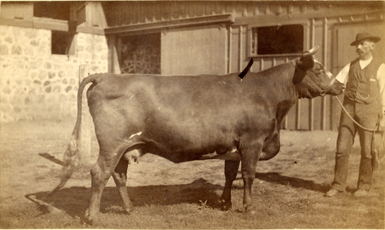 A farmer displays his cow