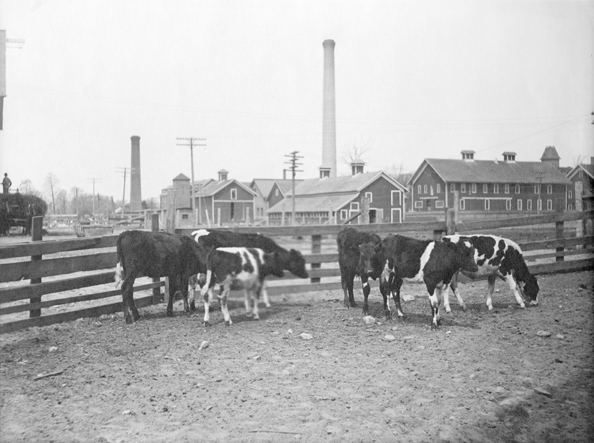 Cows in a pen with smokestack