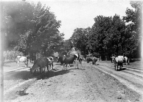 Cows crossing a road