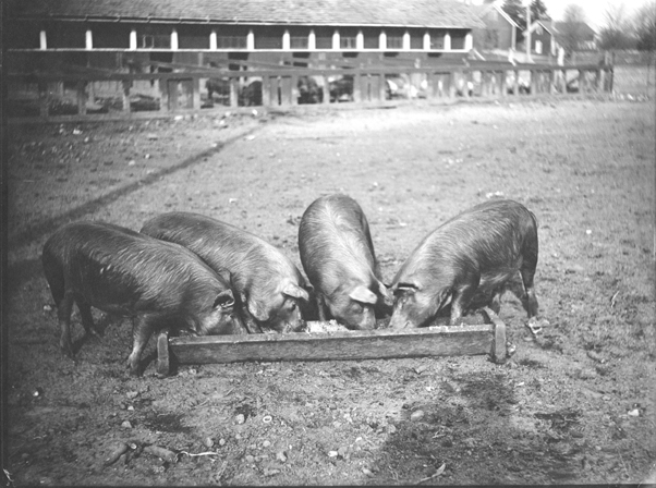 Pigs on campus, 1905