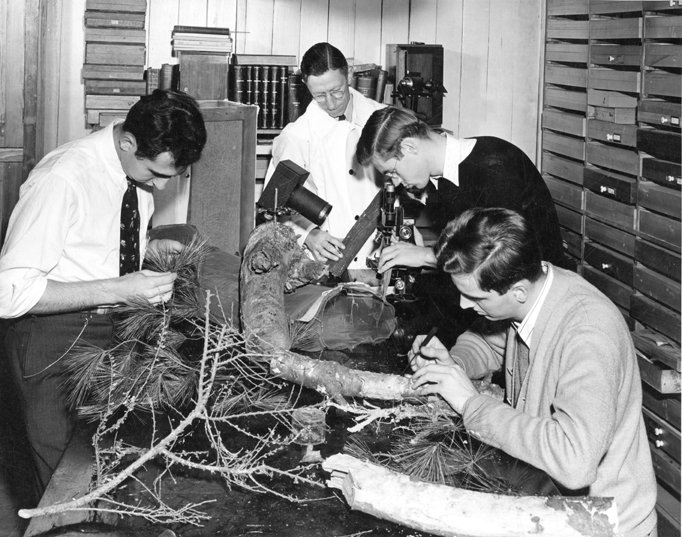 Students study tree composition, date unknown