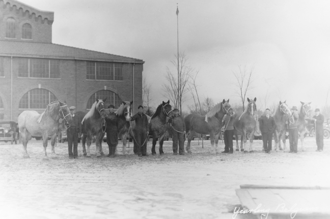 Yearling Belgian horses line up, date unknown