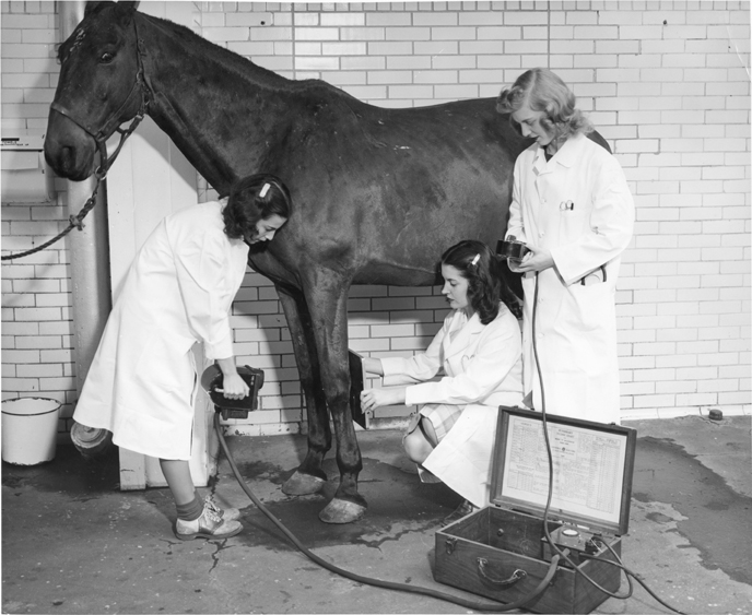 Students examine a horse, 1947