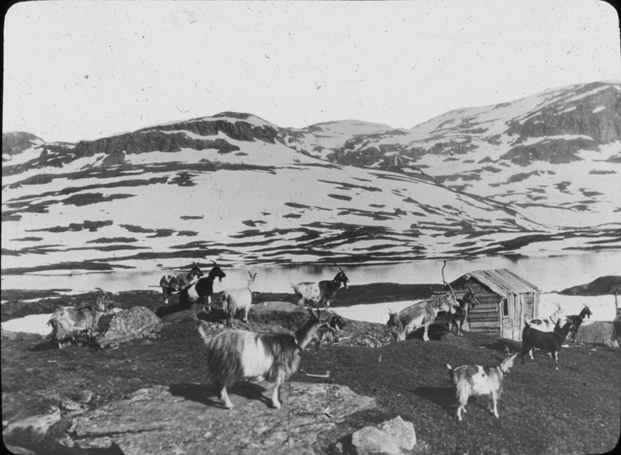 Rural Finnish mountain scene with goats, undated