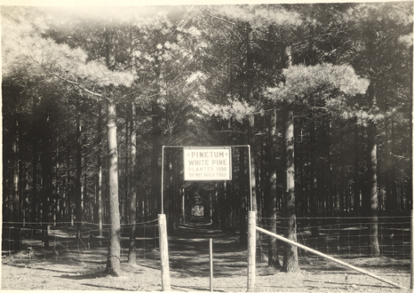 Pinetum entrance, date unknown