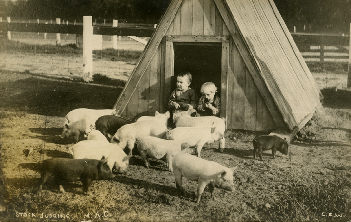 Two children watching pigs, date unknown
