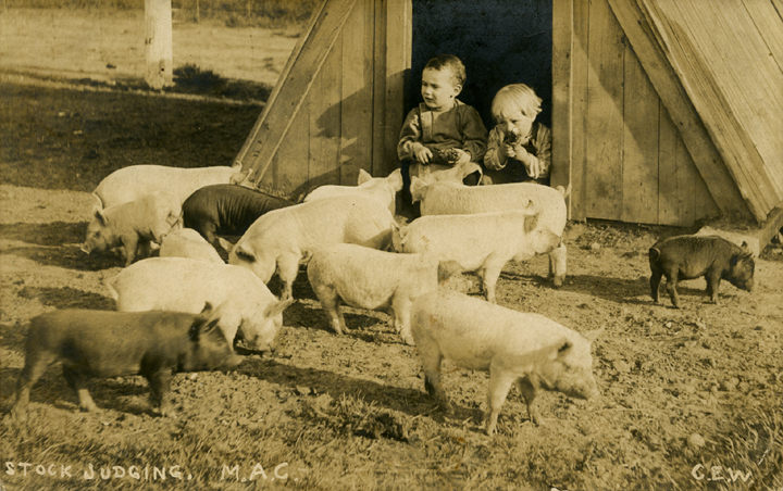Two children watching pigs, 1908