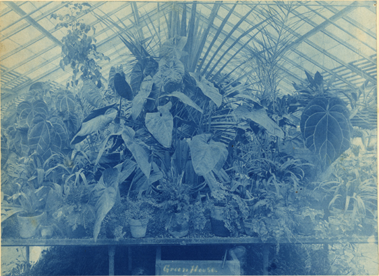 Plants inside a greenhouse, date unknown