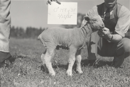 A male sheep,  1935