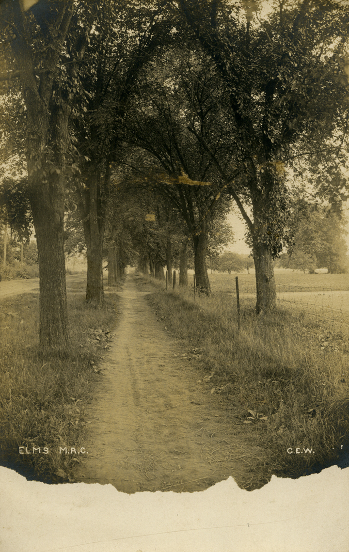 The Elm Walk, date unknown