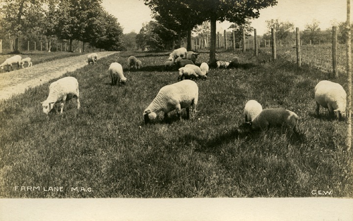 Sheep next to Farm Lane, date unknown