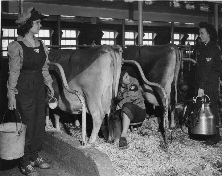 Women's Land Army Milking Cows, 1944