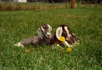 Normal goat kid V251 or V252 with affected kid V255, August 1989