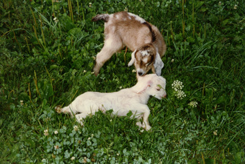 Two goat kids at the Veterinary Research Farms, c. 1992