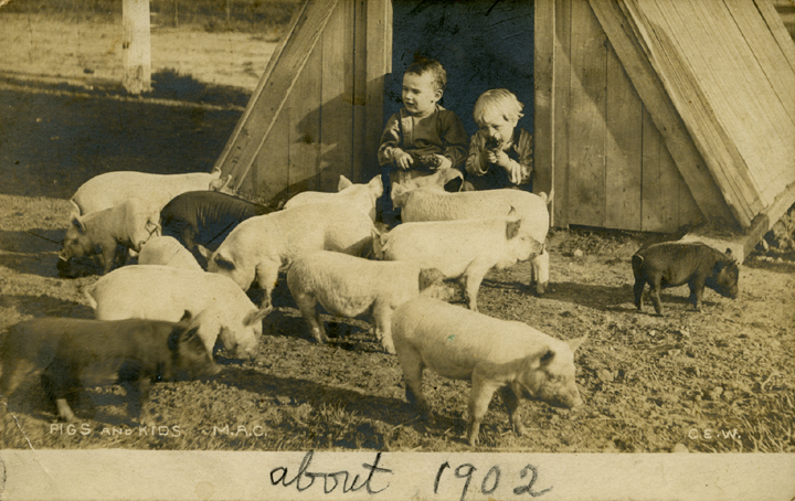 Two Children Watching Pigs, 1902