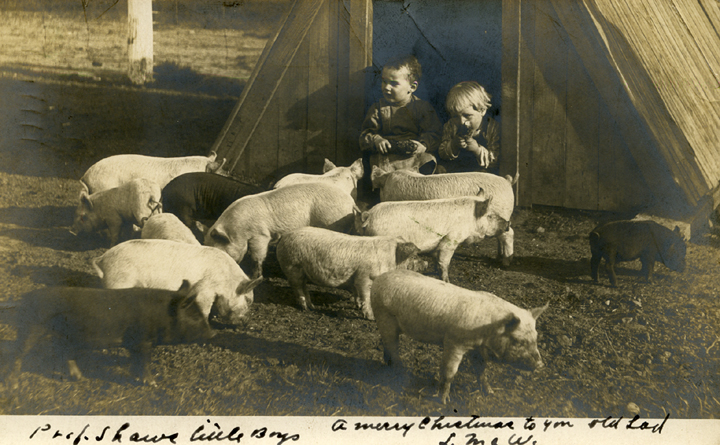 Two children watching pigs, 1907
