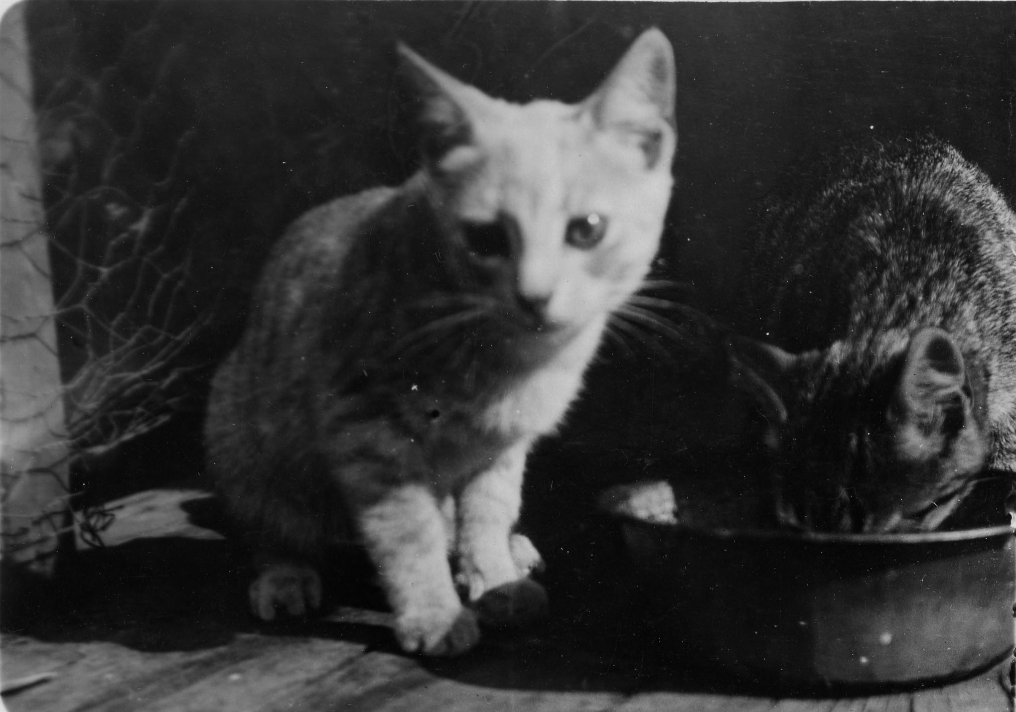 Two cats drink from a saucer, undated