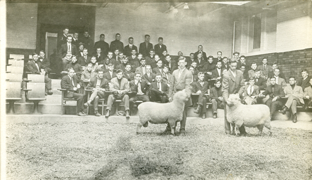 Sheep judging competition, undated