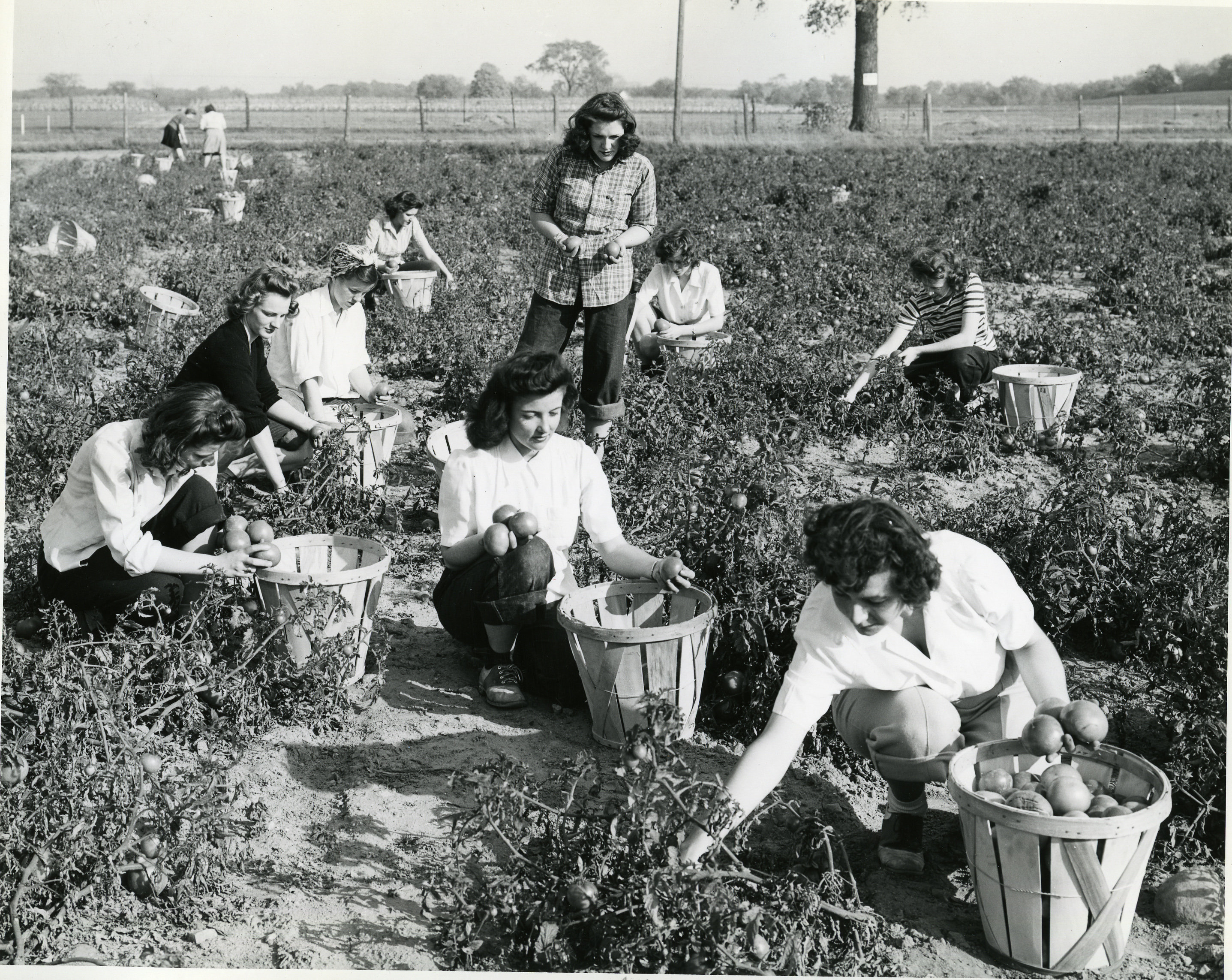 Women picking tomatoes, circa 1943
