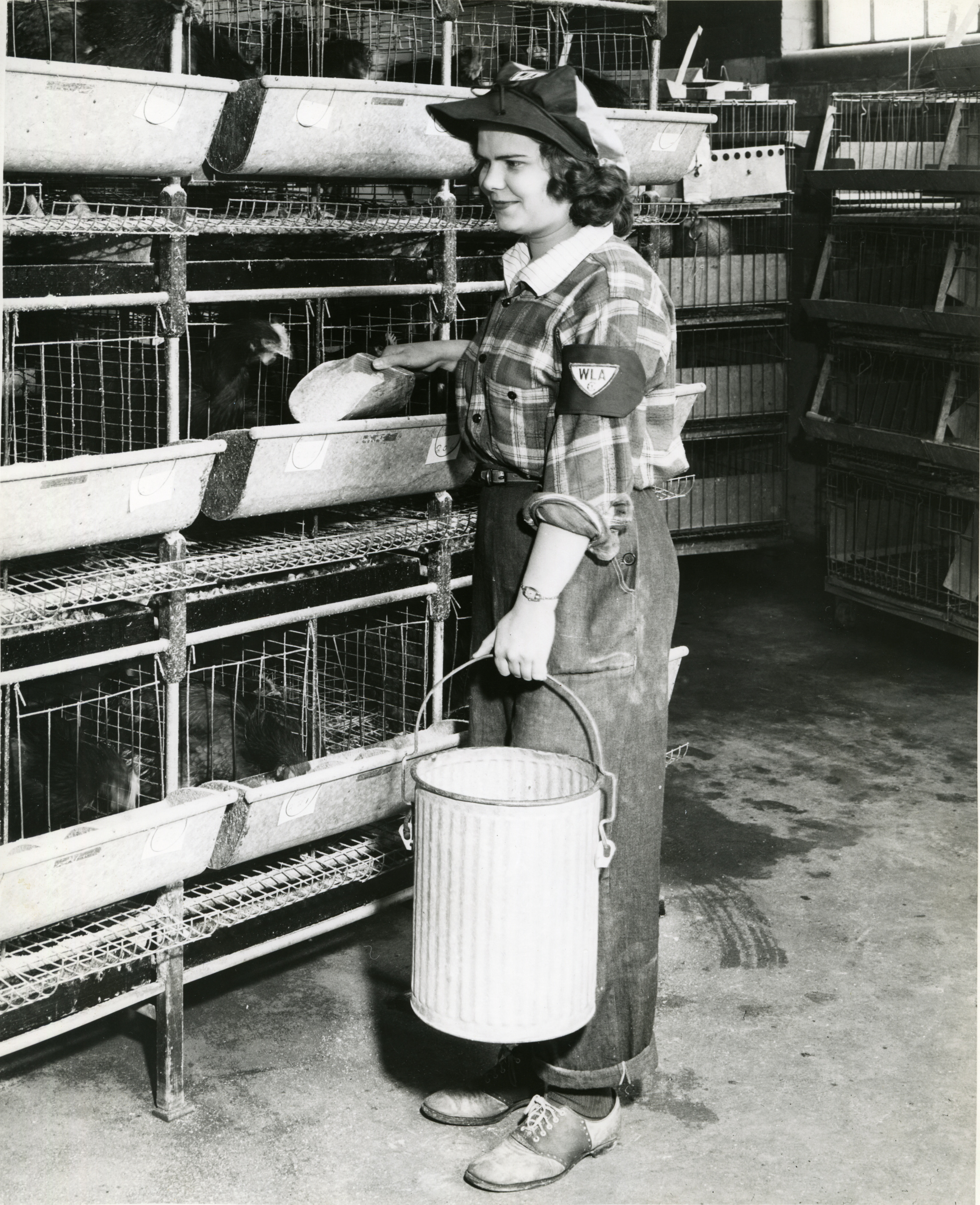 WLA member feeding chickens, February 1944
