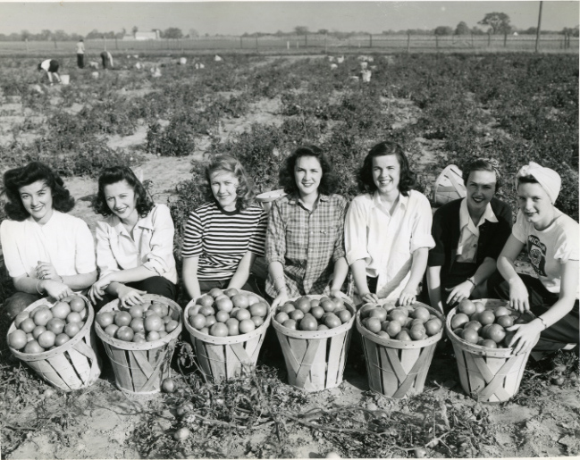 Women's Land Army with baskets of tomatoes, 1940s