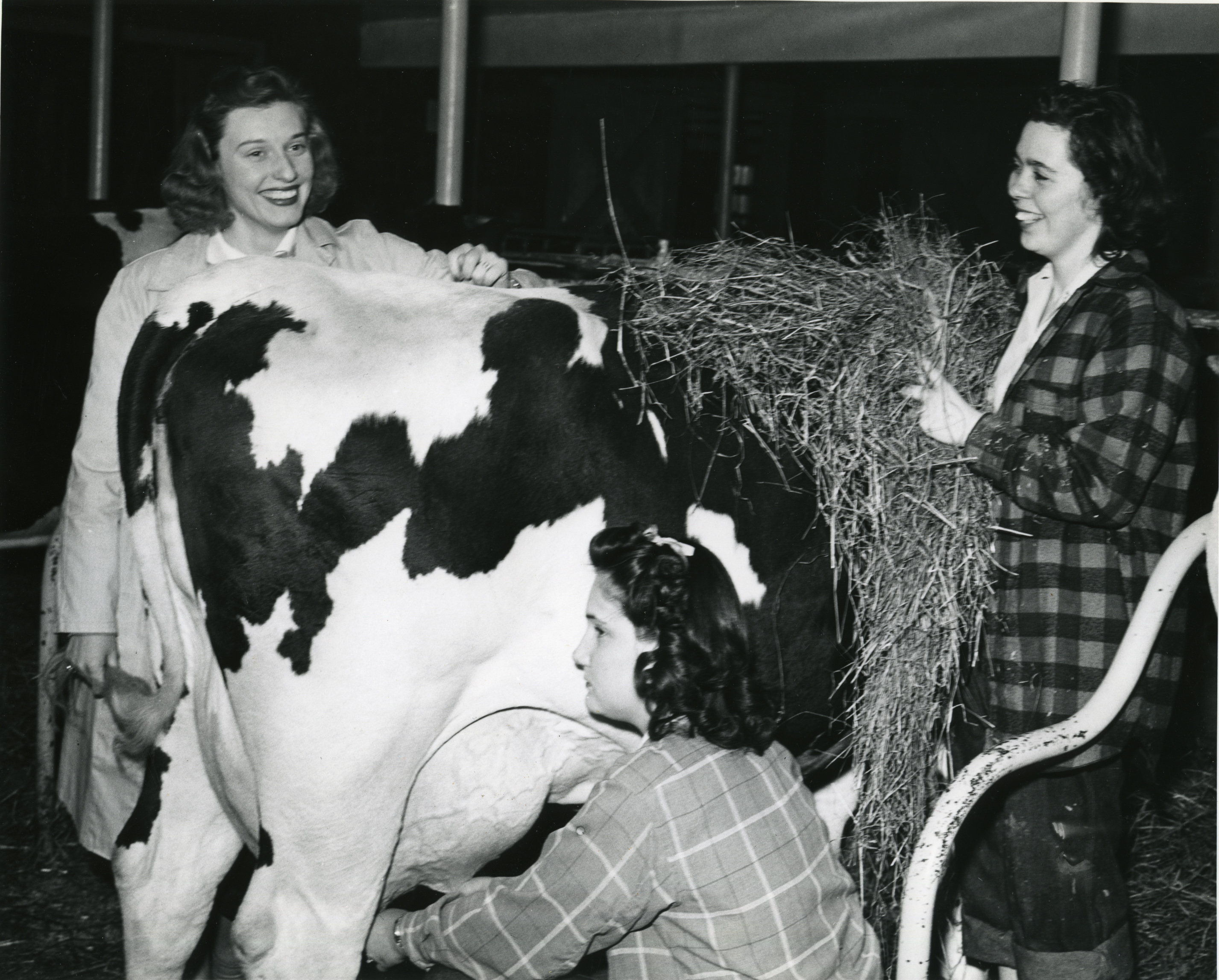 Ladies milking cow in barn.