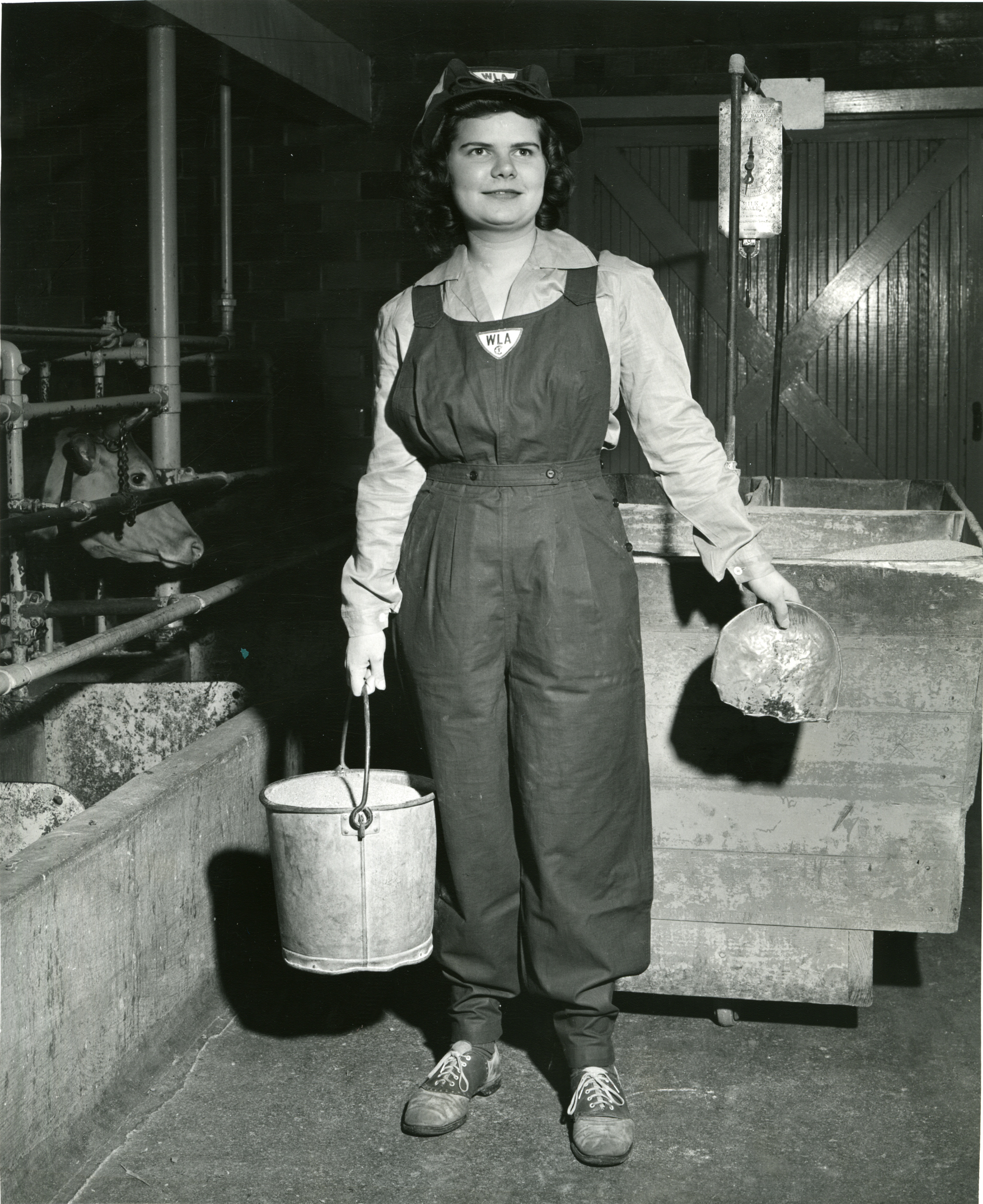 Woman feeding cows, February 1944