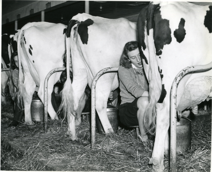 Milking cows during WWII