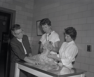 Female Vets in Animal Clinic, 1963