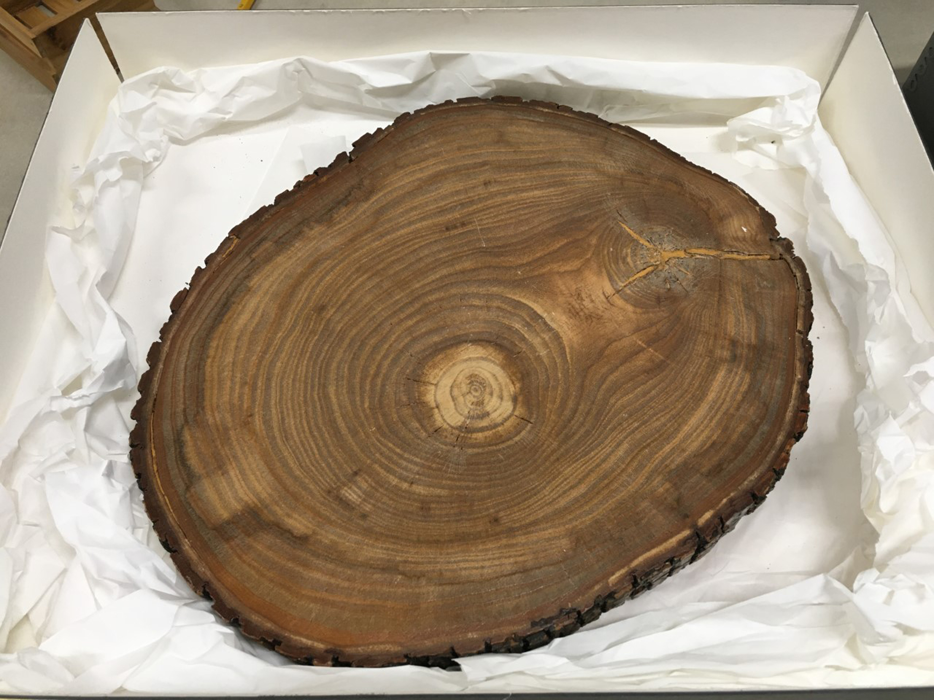Piece of the Roosevelt elm tree, 1947