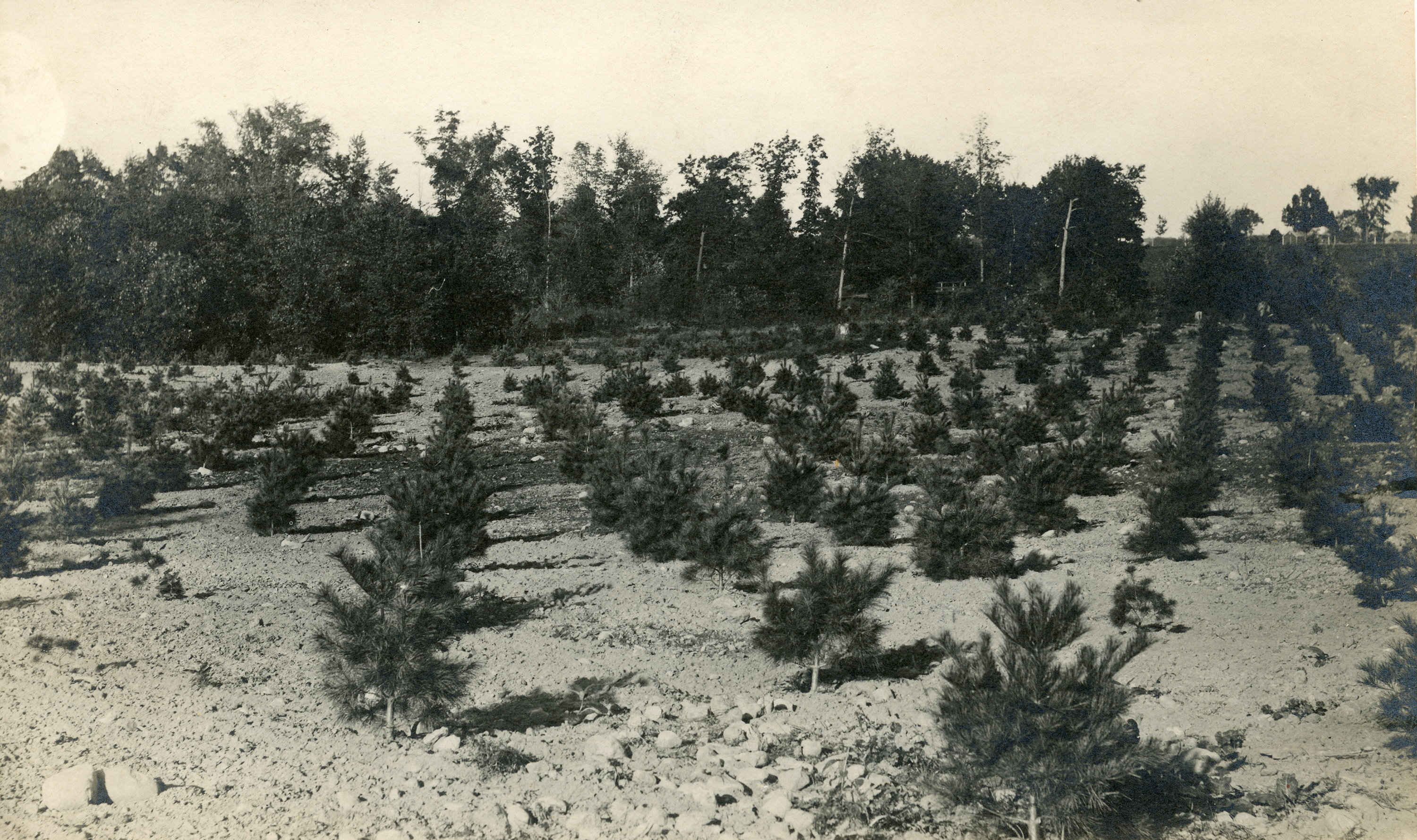 Beal Pinetum, Spring 1900