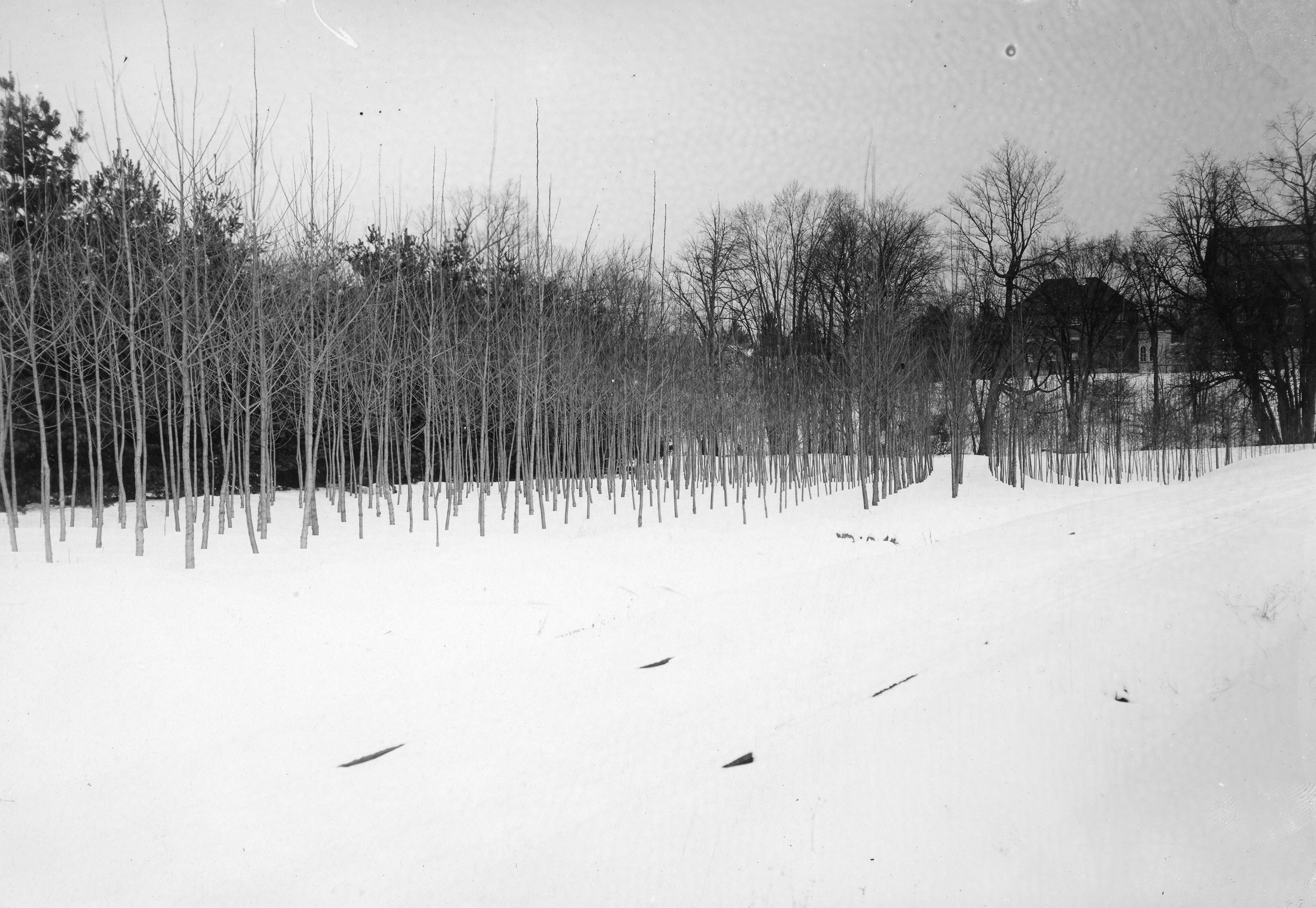 Forestry Plats in Winter, undated