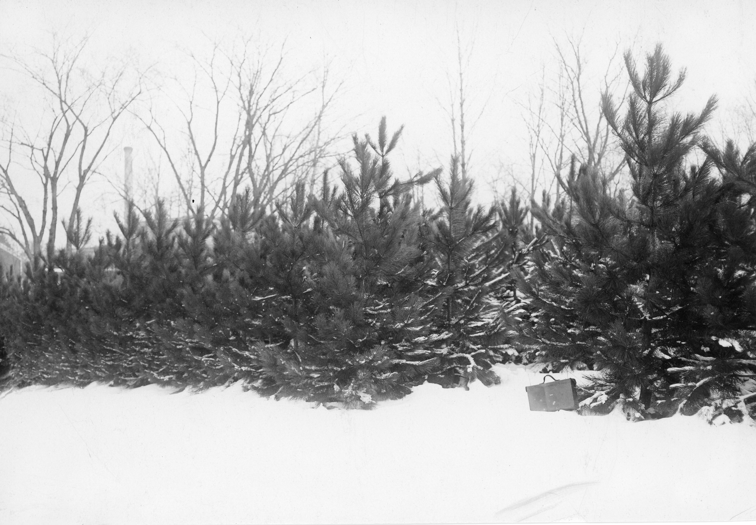 Close up of the forestry plats, undated